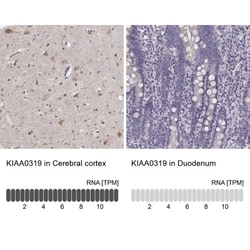 KIAA0319 Antibody, Novus Biologicals 0.1mL; Unlabeled:Antibodies, Polyclonal